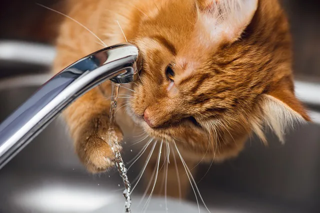 猫が水を飲まない 水の種類や食器を工夫して対策 ペット保険ならアイペット損保 数々のno 1受賞 猫が水を飲まない 水の種類や食器を工夫して対策 ペット保険ならアイペット損保 数々のno 1受賞