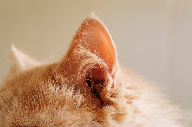 愛猫に耳掃除は必要？耳ダニや外耳炎には要注意！ | ペット保険ならアイペット損保【数々のNo.1受賞】