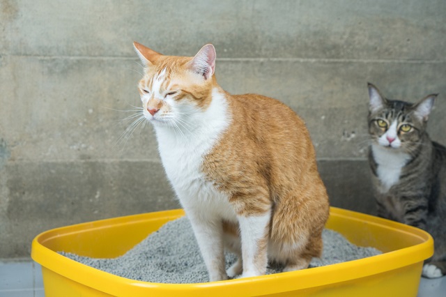 高齢の愛猫のトイレサポートを解説 ペット保険ならアイペット損保 数々のno 1受賞