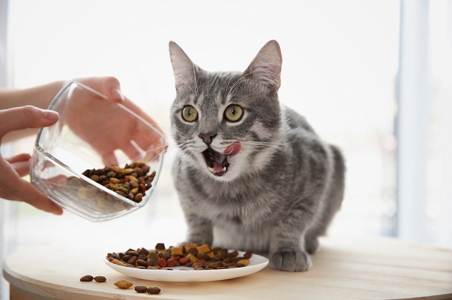 食べ 子猫 ない ご飯