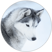 病気ガイド ペット保険ならアイペット損保 数々のno 1受賞