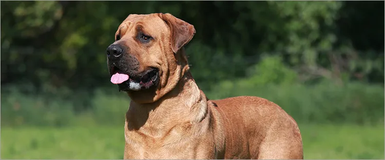 土佐犬 ペット保険ならアイペット損保 数々のno 1受賞 土佐犬 ペット保険ならアイペット損保 数々のno 1受賞
