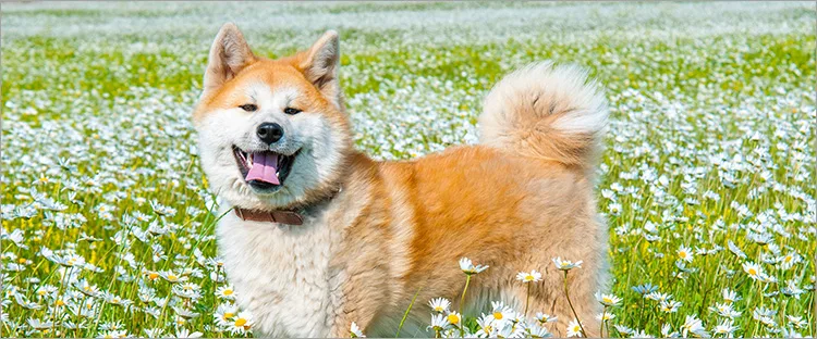 秋田犬 ペット保険ならアイペット損保 数々のno 1受賞 秋田犬 ペット保険ならアイペット損保 数々のno 1受賞