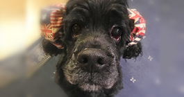犬