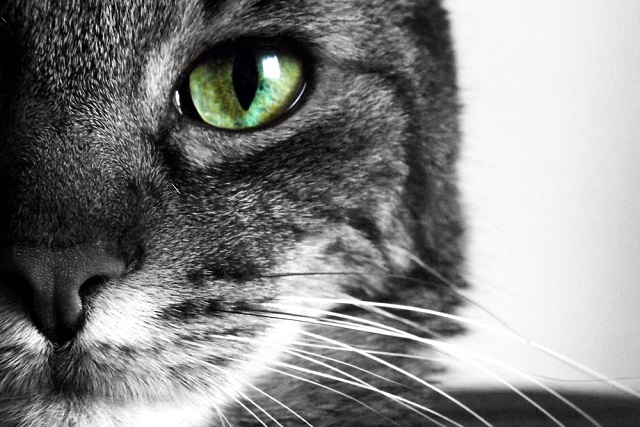 猫は視力が良いの 神秘的な目のひみつ ペット保険ならアイペット損保 数々のno 1受賞