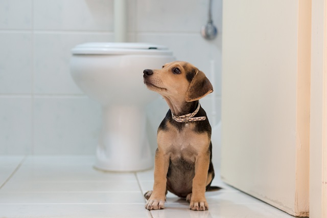 犬の血尿は病気のサイン 考えられる原因と対処法 ペット保険ならアイペット損保 数々のno 1受賞