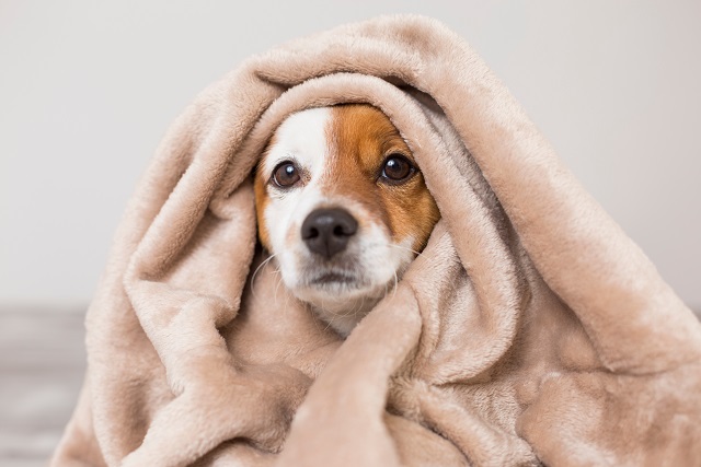 犬 が はあはあ し てる