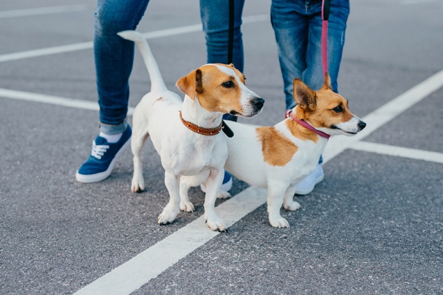 かわいい愛犬とのお散歩 飼い主の心得とは ペット保険ならアイペット損保 数々のno 1受賞