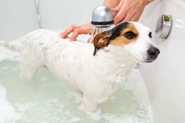 愛犬をシャンプー好きに 正しい洗い方と頻度 ペット保険ならアイペット損保 数々のno 1受賞