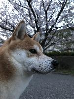 犬
