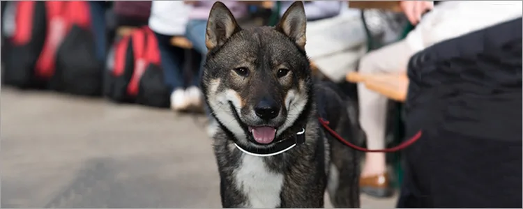 四国犬 ペット保険ならアイペット損保 数々のno 1受賞 四国犬 ペット保険ならアイペット損保 数々のno 1受賞