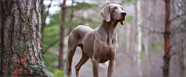 ワイマラナー ペット保険ならアイペット損保 数々のno 1受賞