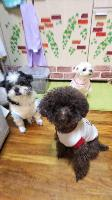 犬