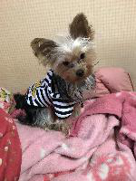 犬