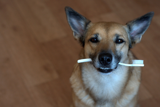 愛犬の歯磨き上達への3ステップ 放置は歯周病の原因に ペット保険ならアイペット損保 数々のno 1受賞