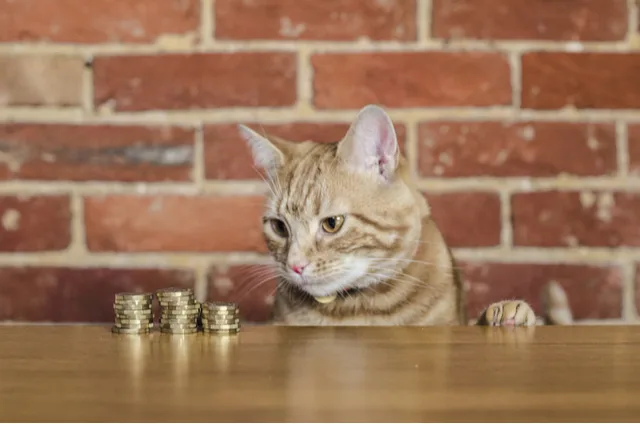 猫を飼うための初期費用や生涯かかる費用は ペット保険ならアイペット損保 数々のno 1受賞