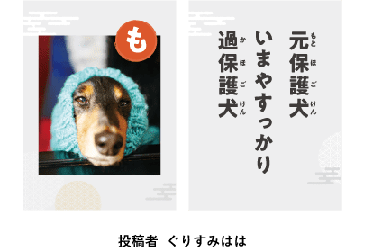 第６回ワン にゃん かるた 結果発表 ペット保険ならアイペット損保 数々のno 1受賞