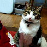 お客さまの声_猫