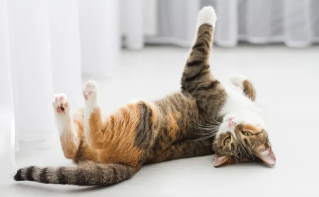 猫の発情期の特徴は 飼い主さんにできること ペット保険ならアイペット損保 数々のno 1受賞 猫の発情期の特徴は 飼い主さんにできること ペット保険ならアイペット損保 数々のno 1受賞