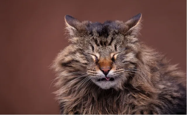 多い 猫 くしゃみ 猫がくしゃみを連発！鼻水なしで元気な場合の原因は？｜にゃんたんとあそぼ