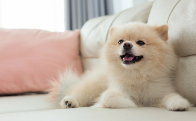 愛犬は今どんな気持ち 仕草で読み解く犬の気持ち ペット保険ならアイペット損保 数々のno 1受賞