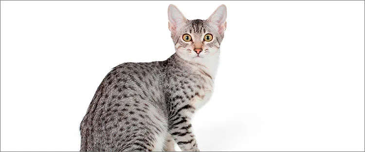 エジプシャンマウ ペット保険ならアイペット損保 数々のno 1受賞