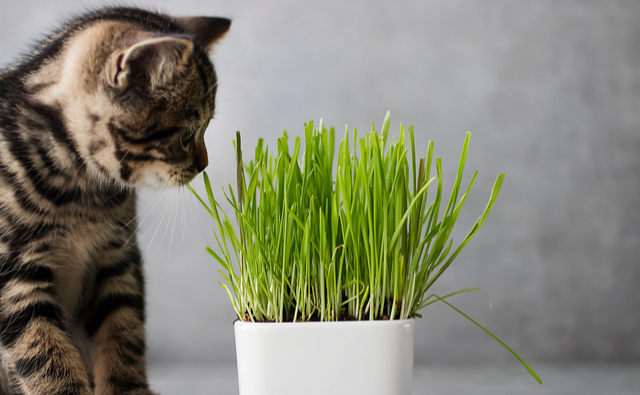 猫草って必要 猫が食べる理由とあげるときの注意点 ペット保険ならアイペット損保 数々のno 1受賞