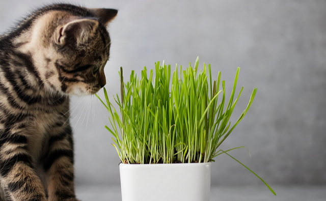 猫草って必要 猫が食べる理由とあげるときの注意点 犬 猫のペット保険ならアイペット損保 23個のno 1受賞