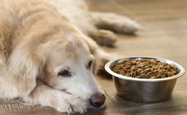 犬がごはんを食べないときの原因と対処法 病気かどうかのチェック方法を紹介 ペット保険のアイペット損保