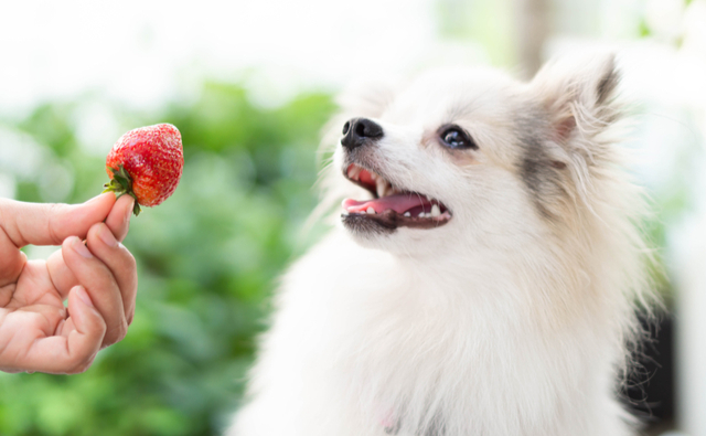犬はいちごを食べても平気 あげるときのポイントと注意点 ペット保険ならアイペット損保 数々のno 1受賞 犬はいちごを食べても平気 あげるときのポイントと注意点 ペット保険ならアイペット損保 数々のno 1受賞