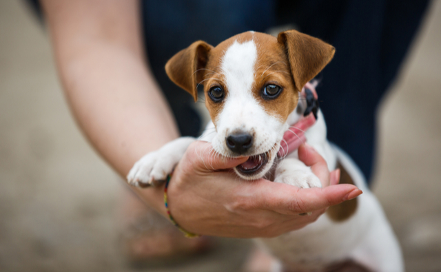 犬を飼ったらおさえておきたいしつけの項目とポイント 犬 猫のペット保険ならアイペット損保 23個のno 1受賞 犬を飼ったらおさえておきたいしつけの項目とポイント 犬 猫のペット保険ならアイペット損保 23個のno 1受賞