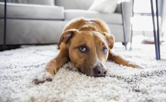 犬もしゃっくりする 原因と対処法を獣医師が解説 ペット保険ならアイペット損保 数々のno 1受賞