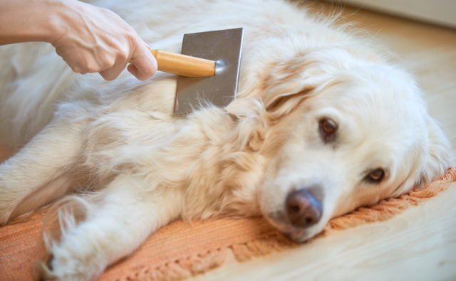 犬の皮膚病ってどんな症状 代表的な皮膚病の特徴や予防策 ペット保険ならアイペット損保 数々のno 1受賞