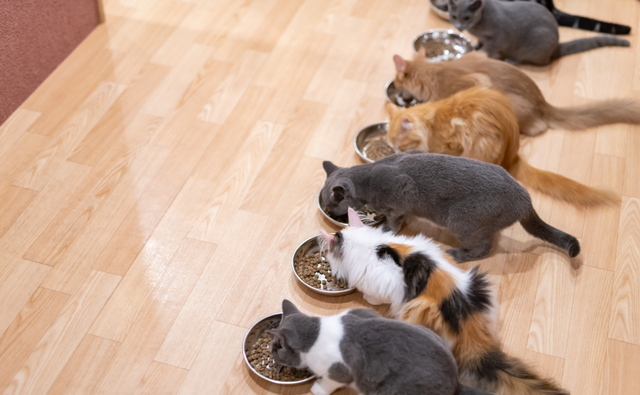 人気の猫種は何 よく飼育されている猫種選 特徴 性格 飼育方法などを紹介 ペット保険ならアイペット損保 数々のno 1受賞