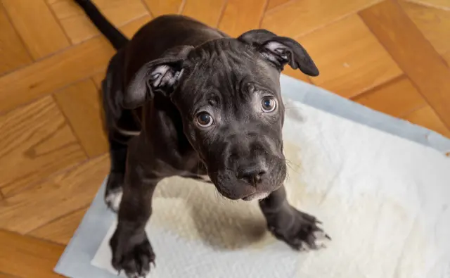 犬の便秘の原因は 病院へ連れていくべき症状や予防策 獣医師監修 ペット保険ならアイペット損保 数々のno 1受賞