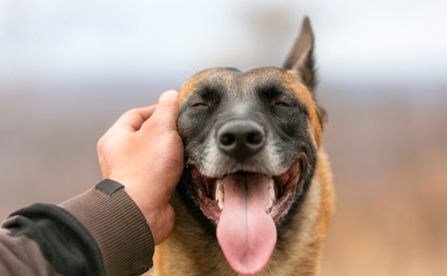 犬の便秘の予防方法