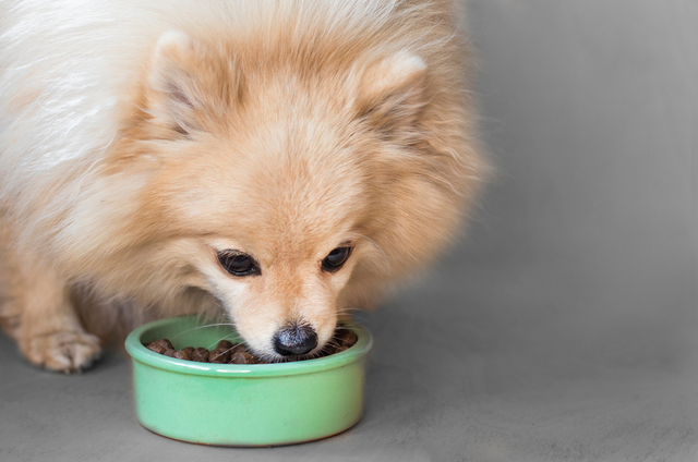 犬が下痢にならないようにする予防法