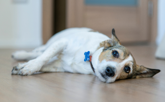 犬のアレルギーとは