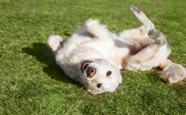 犬がアレルギーになってしまう原因