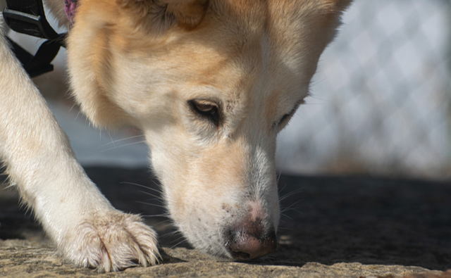 犬の嘔吐とは