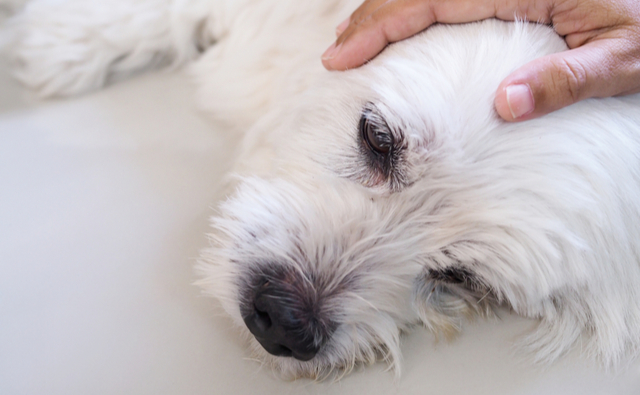 犬が吐いた時に飼い主が確認すること