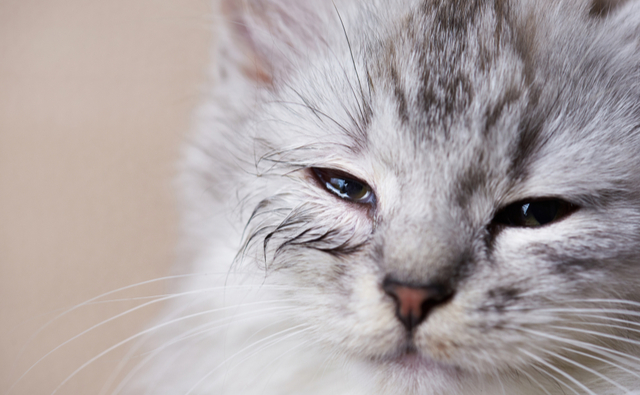 猫の目やにの原因として考えられる病気とその症状