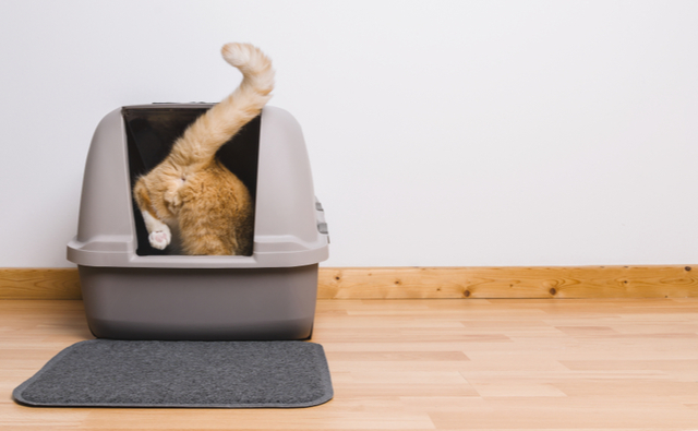 猫のトイレの置き場所