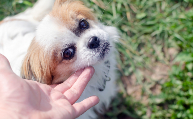 犬の皮膚病を調べる方法