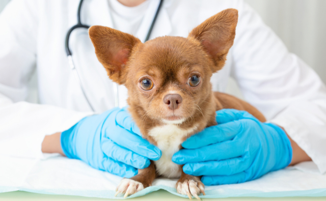 犬の皮膚病の治療にかかる費用相場