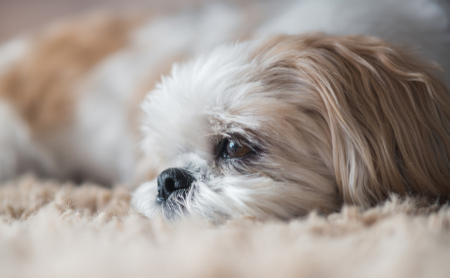 皮膚病になりやすい犬種や年齢