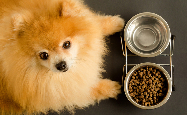 犬がごはんを食べないときに注意すべきこと