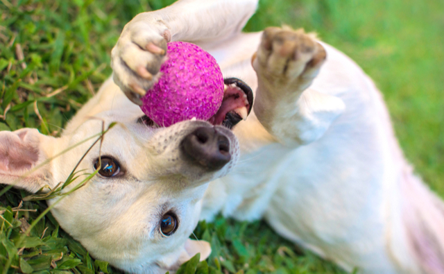 犬の食欲不振を予防する方法3選