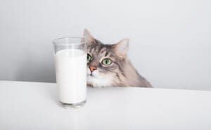 猫は牛乳を飲んでも大丈夫なのか