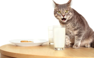 子猫に牛乳を与えるのはNG